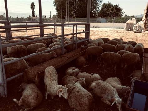 Kurban Kesim Yerleri Belirlendi Son Dakika