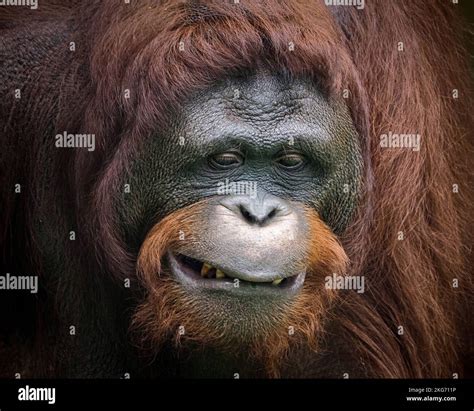 Este Orangut N Tira De Una Cara Divertida Para El Fot Grafo Yakarta