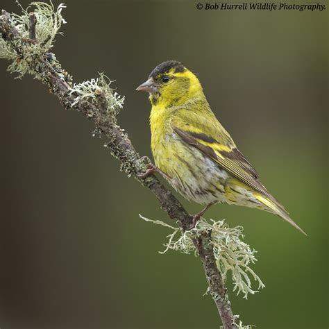 Male Siskin Drumguish Scotland Bob Hurrell Wildlife Flickr