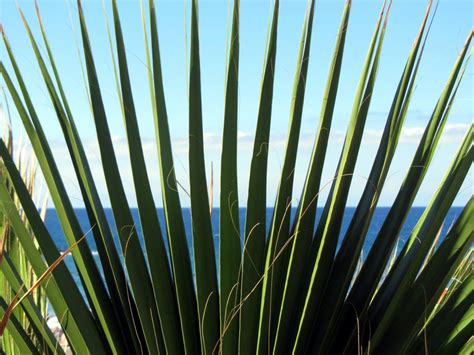 Free Images Structure Field Lawn Palm Tree Sunlight Texture