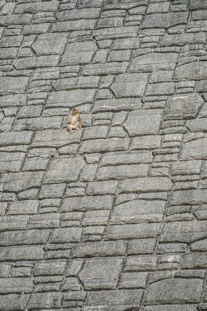 Premium Photo | A monkey climbing a steep rock wall