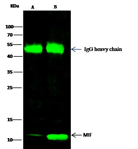 Mif Antibody Guideline Preparation Dilution And Applications Sino