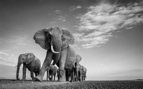 Unveiling Africa's Incredible Wildlife Through Artwork