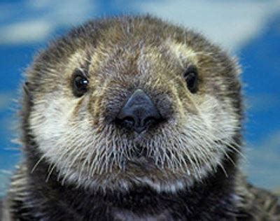 Sea Otter - Cold-Water, Little, Keystone Species Mammal | Animal ...