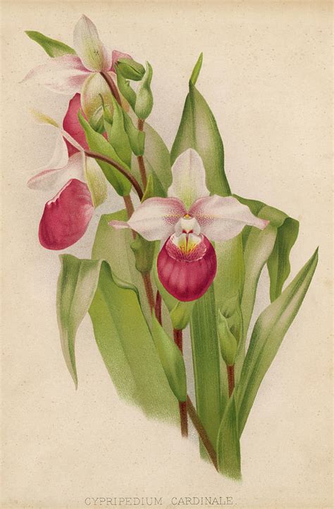 Ladys Slipper Orchid One Of Several Drawing By Mary Evans Picture