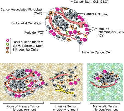 Illustration Of A Tumor Microenvironment 21 Download Scientific Diagram