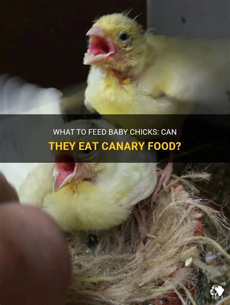 What To Feed Baby Chicks: Can They Eat Canary Food? | PetShun