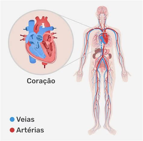 Descubra As Fun Es Anatomia E Doen As Do Sistema Cardiovascular