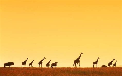 Africa Wallpapers Top Free Africa Backgrounds Wallpaperaccess