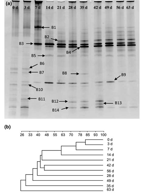 Denaturing Gradient Gel Electrophoresis Dgge Profiles A Of Eleven Download Scientific