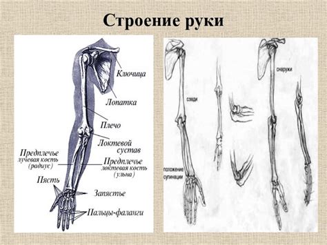 Строение руки, мышцы руки, строение кисти руки.