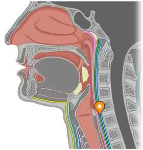 Alar fascia - e-Anatomy - IMAIOS