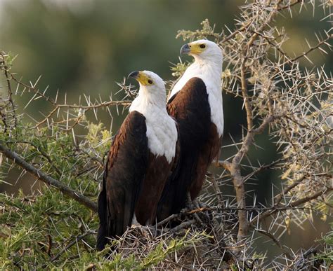 African Fish Eagle The Life Of Animals