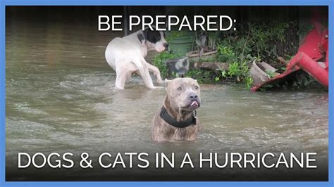 What To Do With Dogs And Cats During A Hurricane Youtube