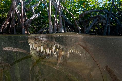 Spectacular Half Underwater Photography By Matty Smith Demilked