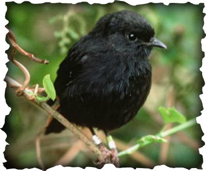 Chatham Island Black Robin - Endangered Species Around the World