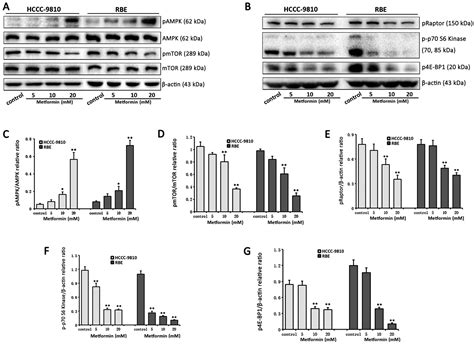 Metformin Inhibits Proliferation And Enhances Chemosensitivity Of