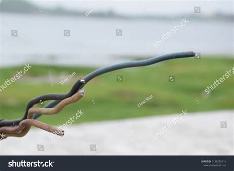 Unsecured Naked Wires On Street On Stock Photo Shutterstock