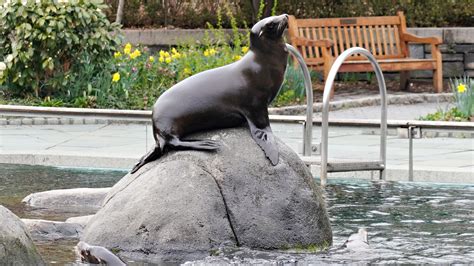 Sea Lion Escapes From Central Park Zoo Enclosure During NYC Flooding ...