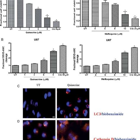 Effect Of Cq Related Compounds On Gbm Cell Lines A Quinacrine And