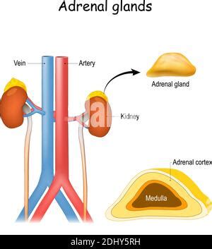 Glándula suprarrenal. Sistema endocrino humano. Estructura, ubicación y función de las glándulas ...