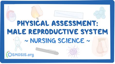 Physical Assessment Male Reproductive System Nursing Video And Causes