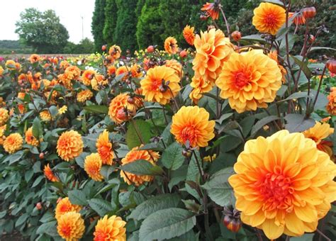 10 Best Orange Dahlias For The Hot Borders In Your Garden