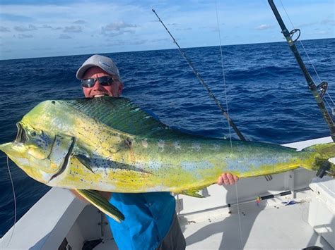 Mahi Mahi Dolphin Fishing Key Largo Sport Fishing