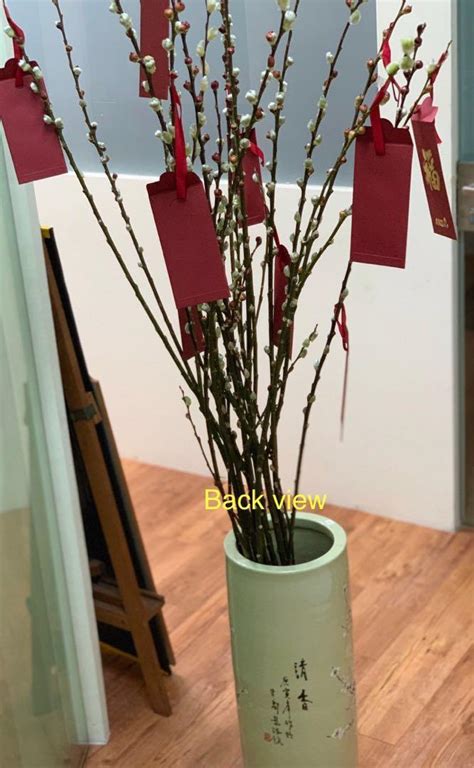 Pussy Willow 银柳 Furniture Home Living Gardening Plants Seeds on Carousell