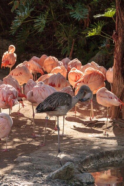 Premium Photo Flamingos Perching On Lakeshore