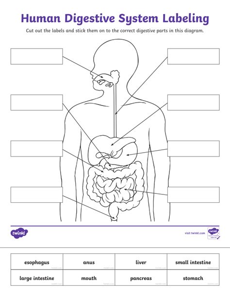 Human Digestive System Labeling Worksheet