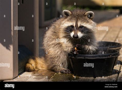 Mapache comiendo comida fotografías e imágenes de alta resolución - Alamy