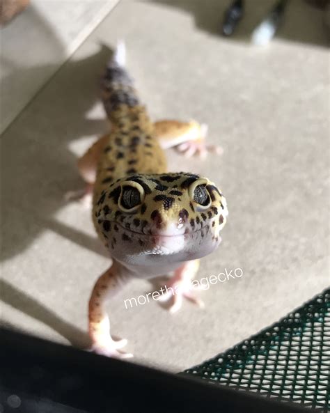 how to gecko biting safely 8