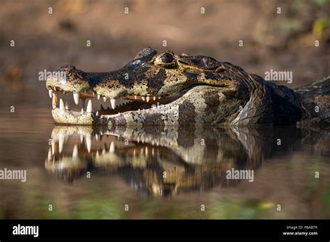 A Pantanal Caiman Stock Photo - Alamy