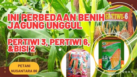 Perbedaan Jagung Pertiwi Bisi Pertiwi Jagung Pertanian