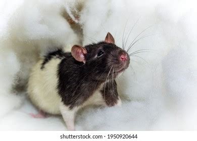 Hood Rat Images, Stock Photos & Vectors | Shutterstock