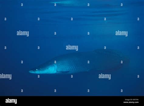 Giant arapaima {Arapaima gigas} the largest freshwater fish, Amazon ...