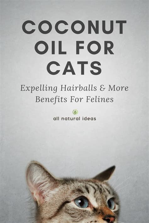 Natural pain relief for cats – Artofit