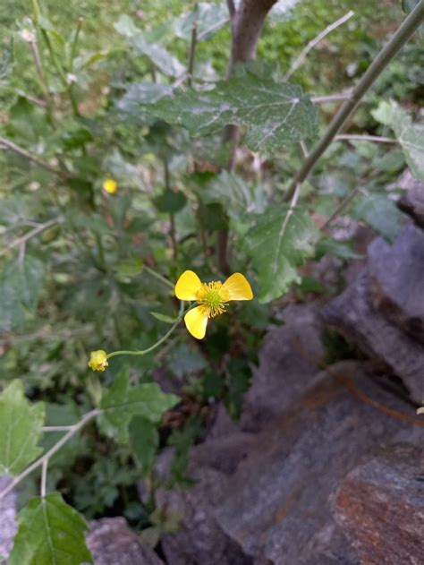 Burke Herbarian Plants Garden Flowers