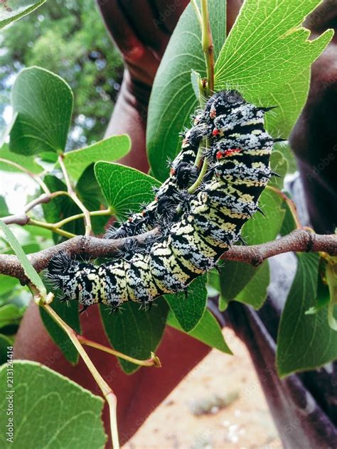 Mopani worms South Africa Stock Photo | Adobe Stock