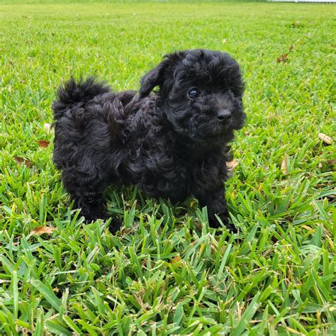 Sweetie - Black Maltipoo Puppy (Female) - Michele's Puppies & Paws