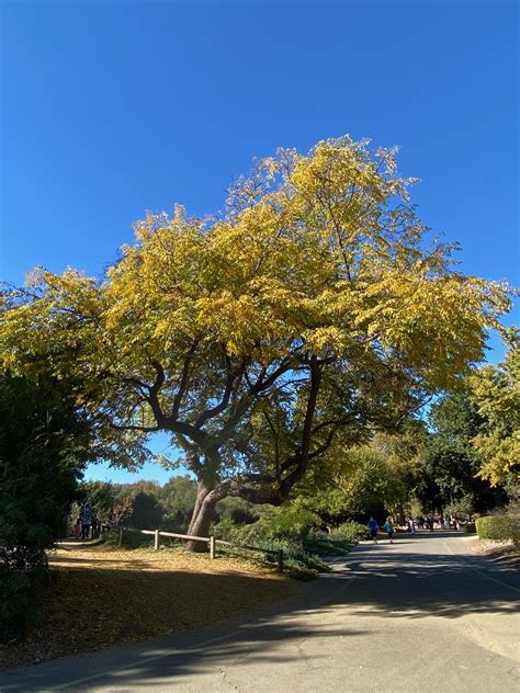 Los Angeles County Arboretum