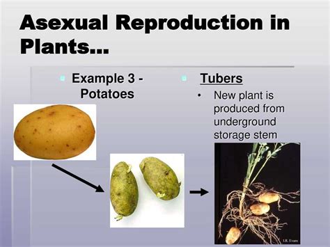 Unveiling The Asexual Reproduction Brainpop Quiz Answers Test Your Knowledge Now