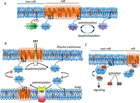 Palmitoylation In Ras Partitioning Trafficking And Activity A