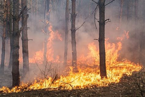 Ante Ola De Calor Extremo Prevenir Incendios Forestales Es La Clave