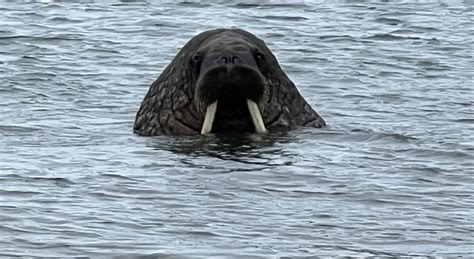 Lours Polaire Et Des Morses Au Svalbard