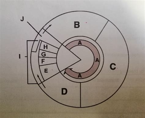 cell Diagram | Quizlet