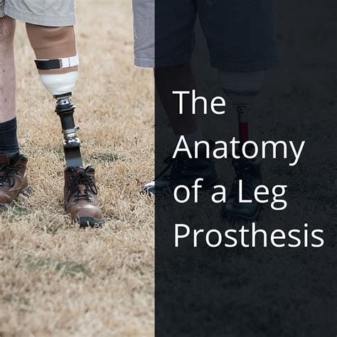 The Anatomy Of A Leg Prosthesis Premier Prosthetic