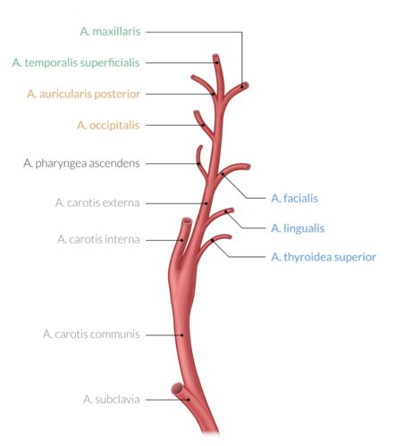 Herz Kreislauf System Karteikarten Quizlet