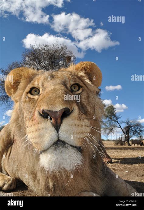 African lion cubs Stock Photo - Alamy